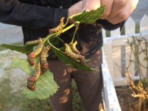 Cover photo for What to Watch for - Caterpillars on Blackberries