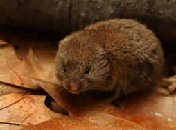 Cover photo for Moles and Voles, Oh My!