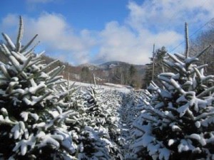 Cover photo for Journey of a Christmas Tree: From the Field to Your Home