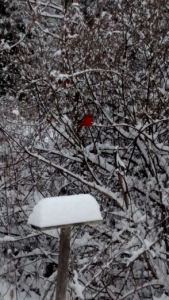 Cover photo for Birds in Winter