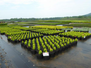 Cover photo for Foothills Ornamental Production Workshop
