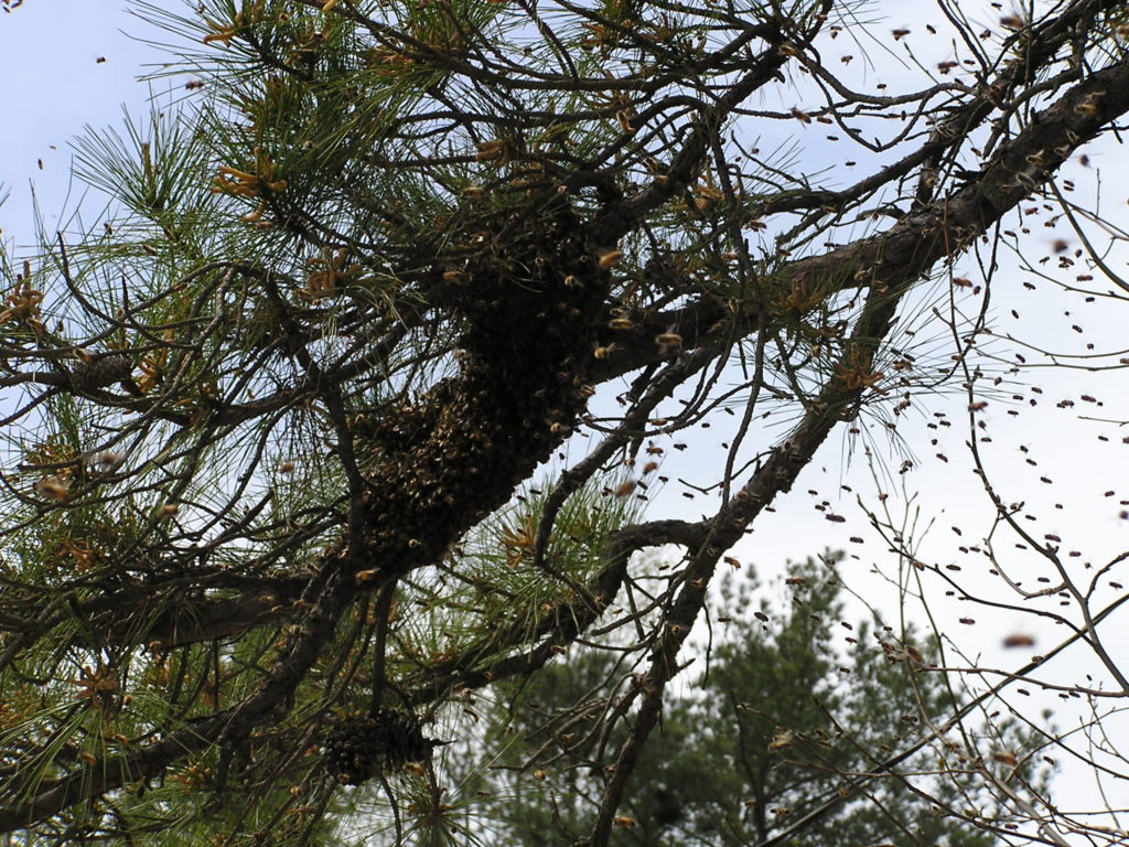 bees swarming in tree tops