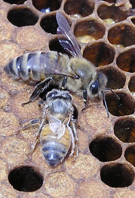 bees working in honey comb