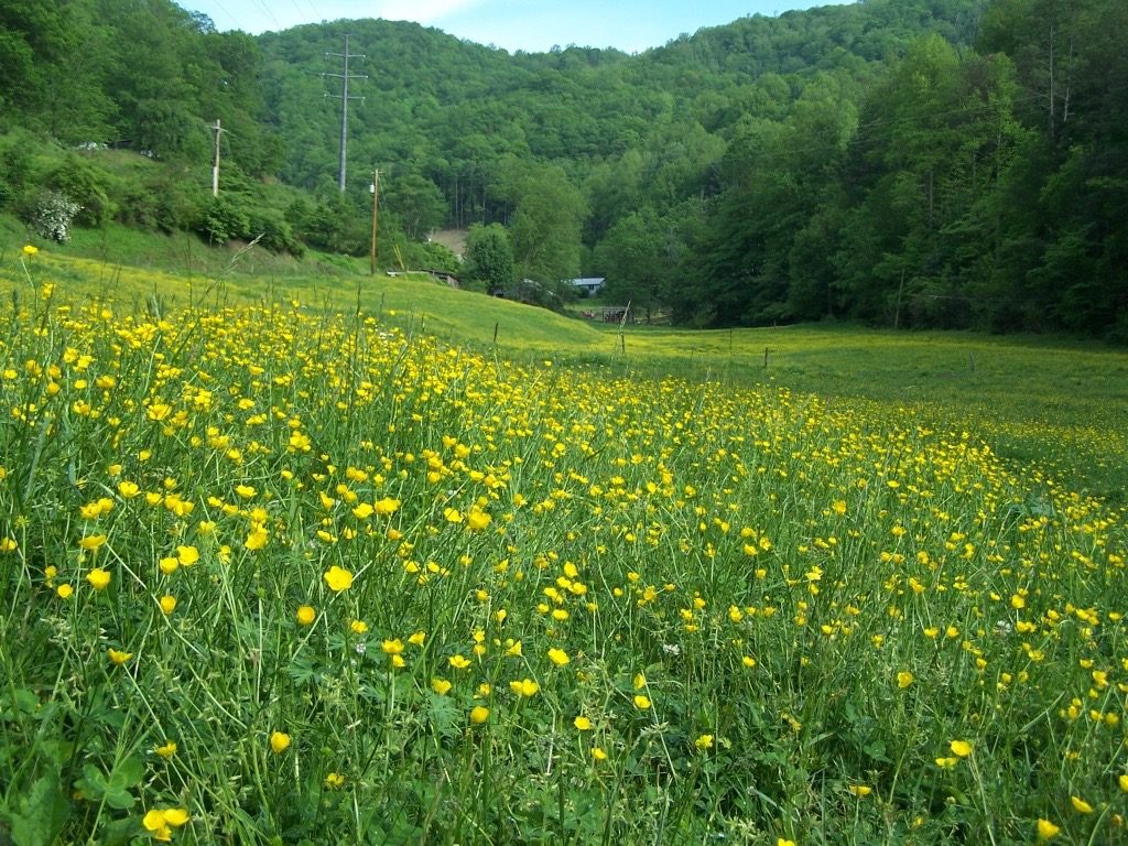 Buttercups growing in pasture