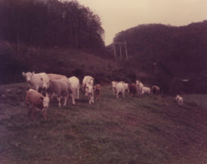 Cattle of Brush Creek in the 1980s
