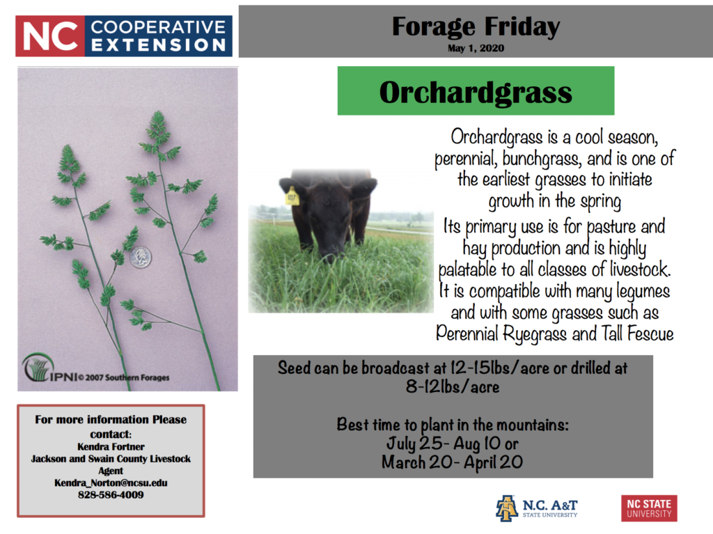 Forage Friday: Orchardgrass