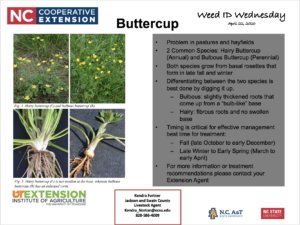 Cover photo for Weed ID Wednesday: Buttercup - April 22, 2020
