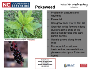 Pokeweed ID information