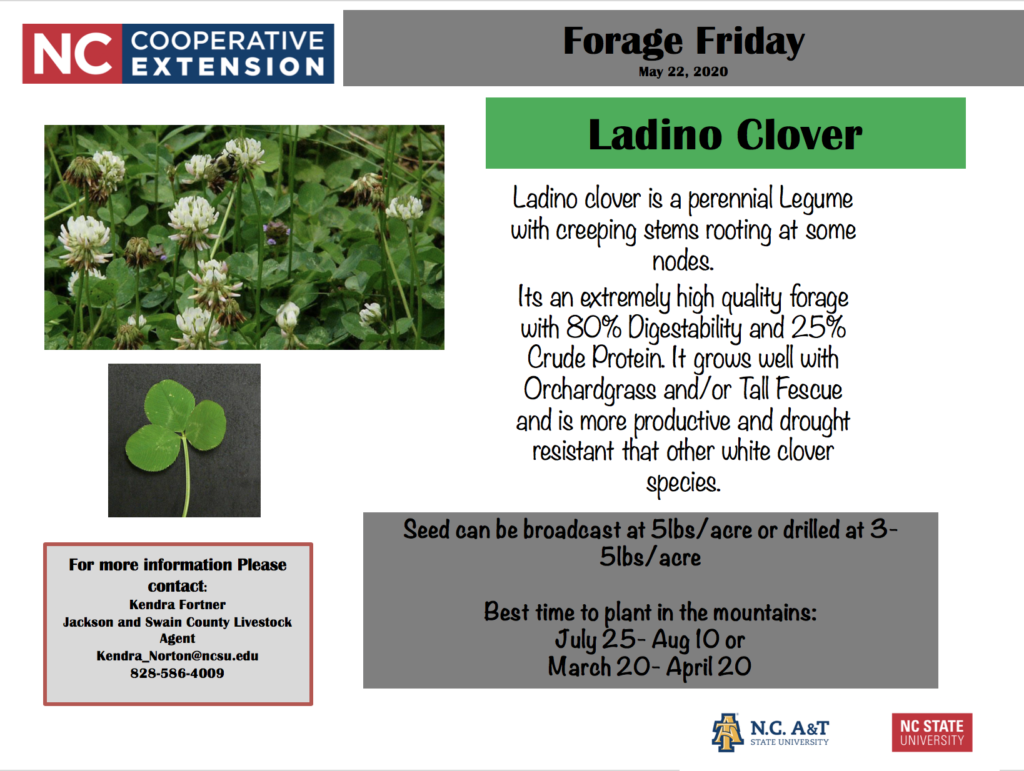 Forage Friday Ladino Clover