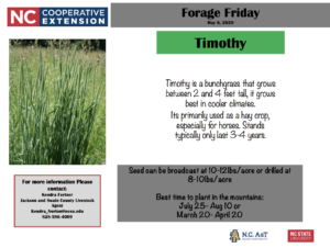 Cover photo for Forage Friday: Timothy Grass - May 8, 2020