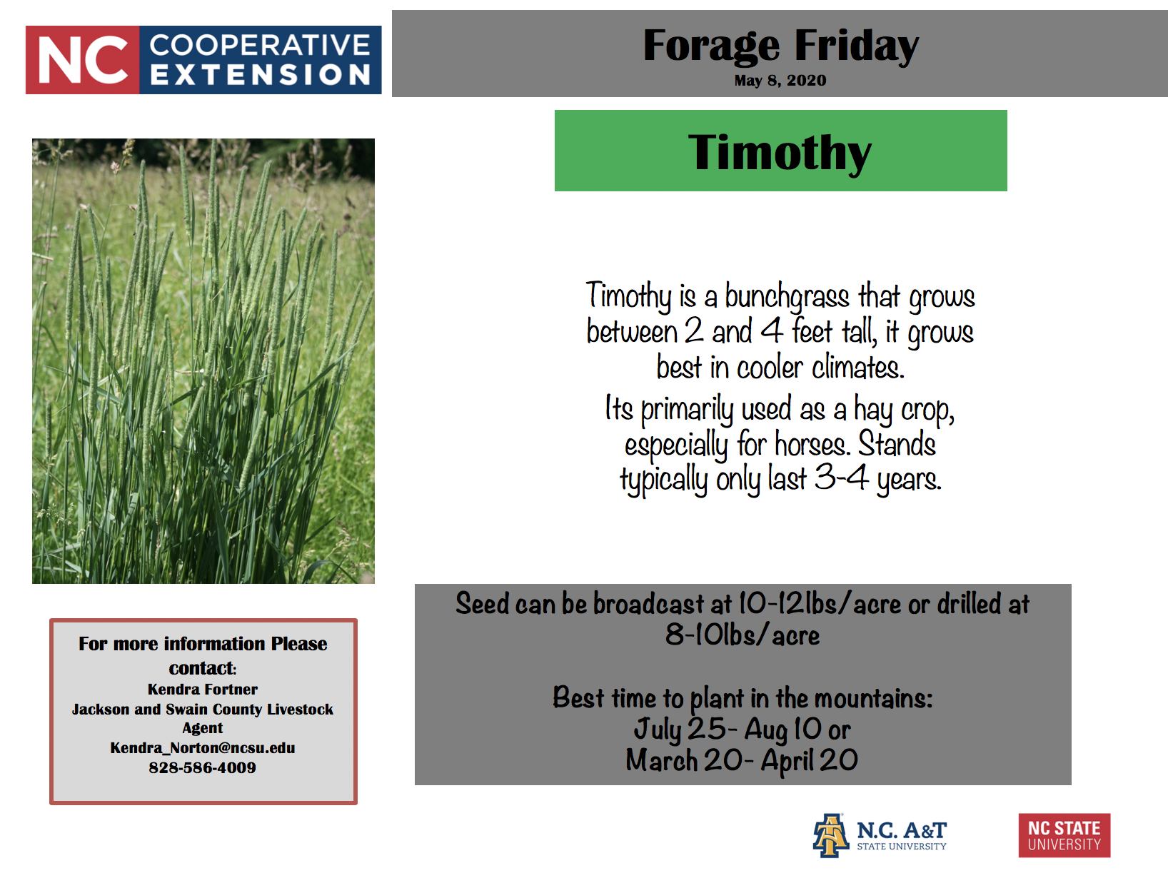 timothy grass