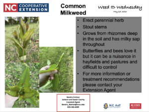 Milkweed: Weed ID Wednesday