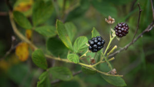 Wild blackberries growing in a forest.