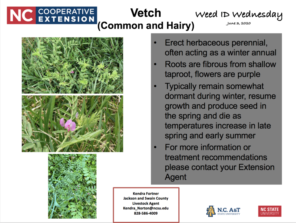 Weed ID Wednesday - Vetch