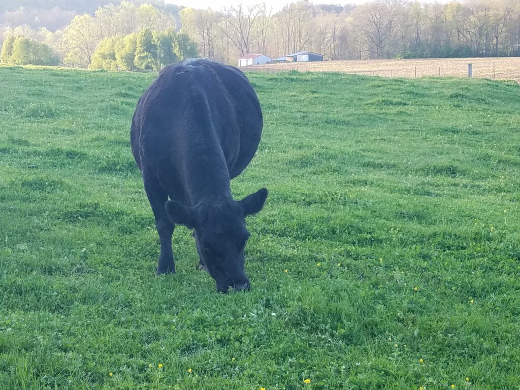 cow grazing