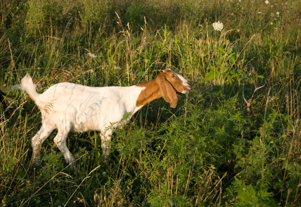 goat in pasture