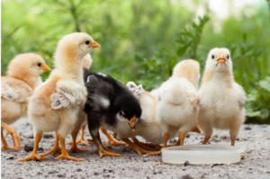 Baby chicks