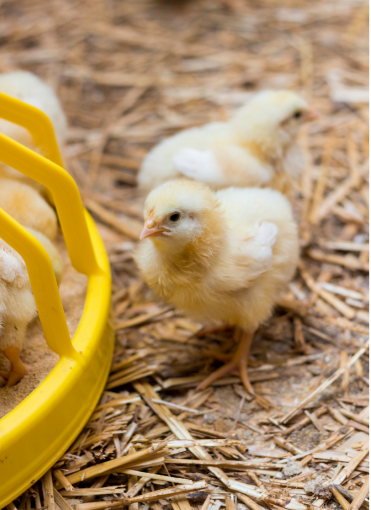 Baby chicks at feeder