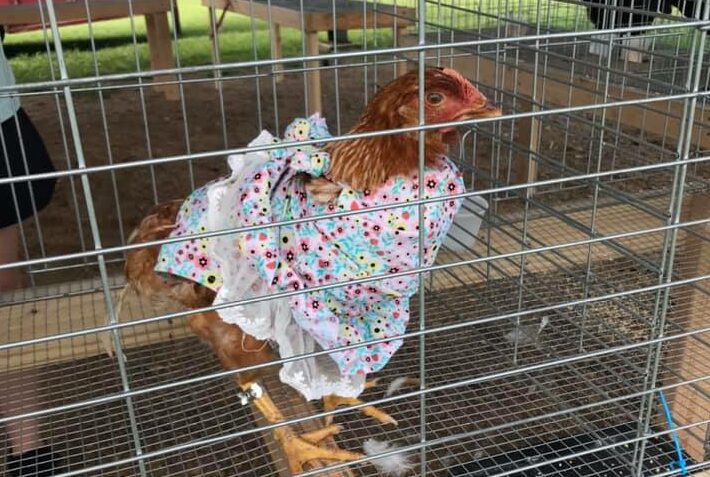 poultry costume