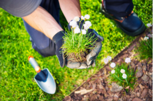 Planting flowers