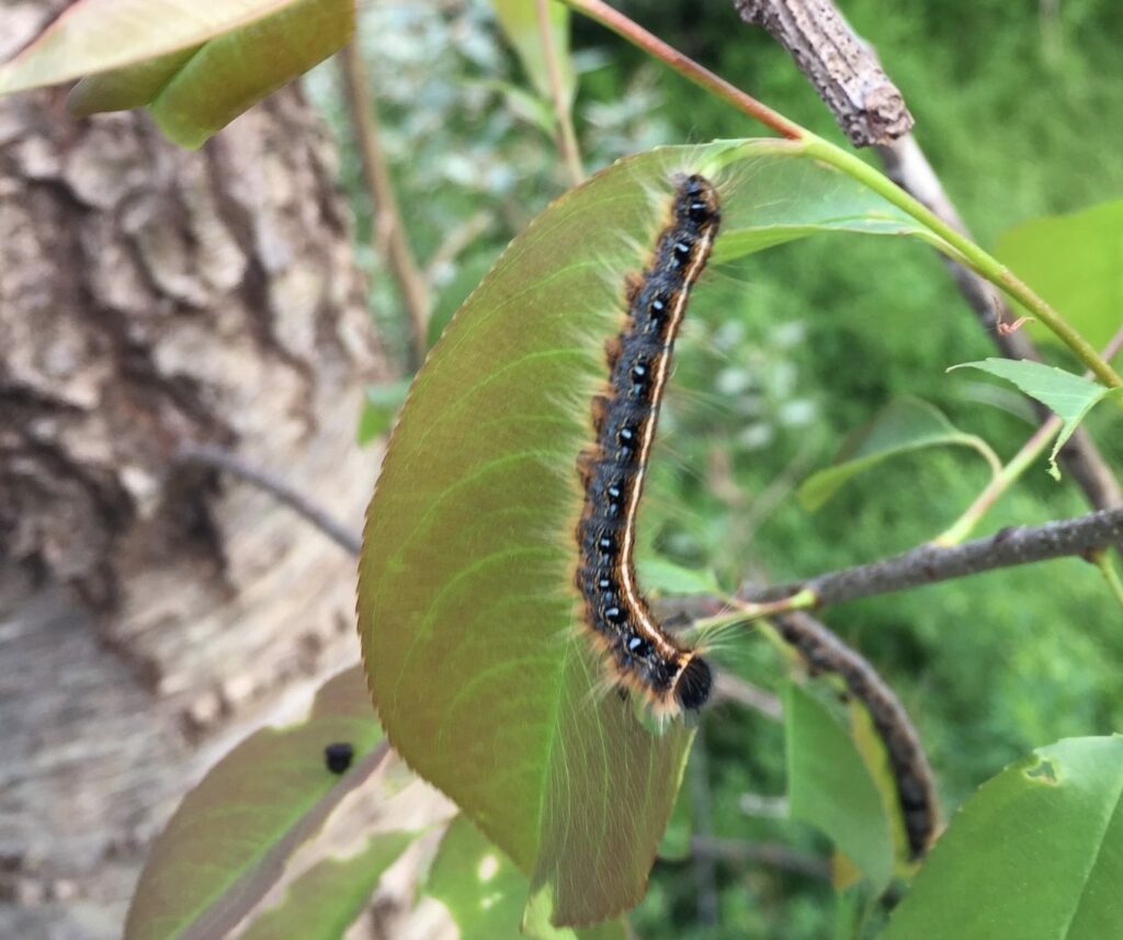 Eastern Tent Caterpillar on Leaf