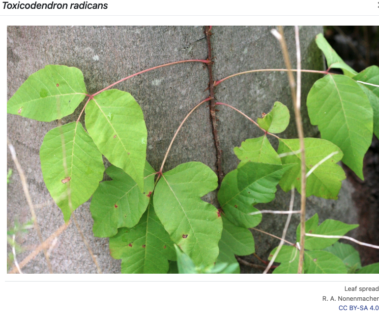 Touch-Me-Nots: Poison Ivy, Poison Oak, and Poison Sumac - Alabama