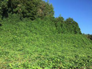 kudzu