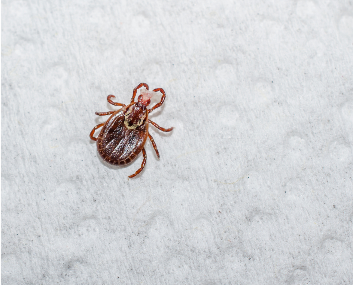 Chiggers, Ticks and Other Bloodsuckers | N.C. Cooperative Extension