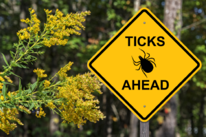 ticks ahead