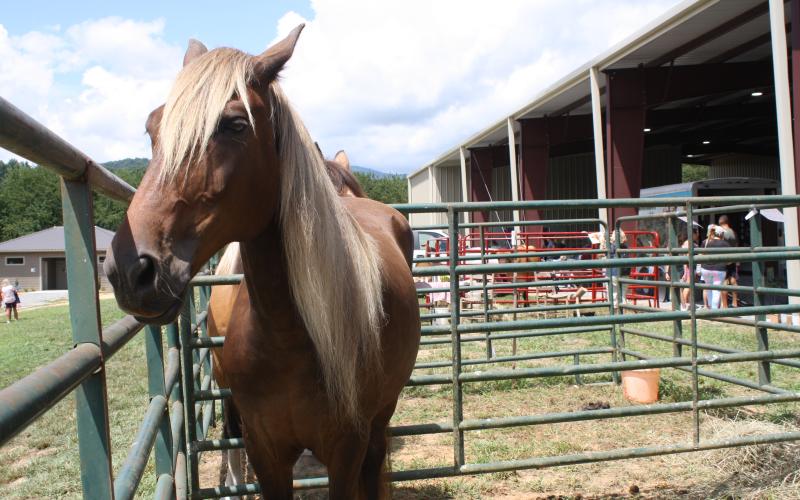 horse at Swain County Fair
