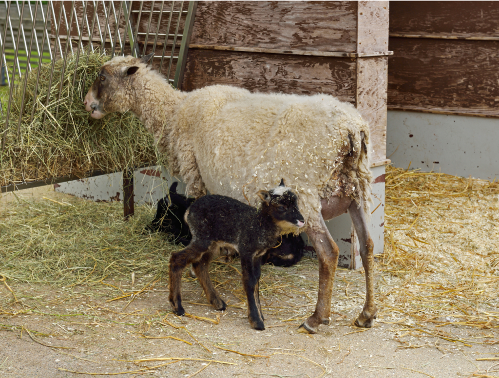 newborn lamb