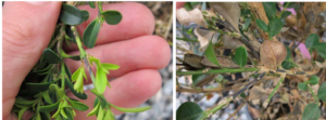 Boxwood Blight Twig lesions