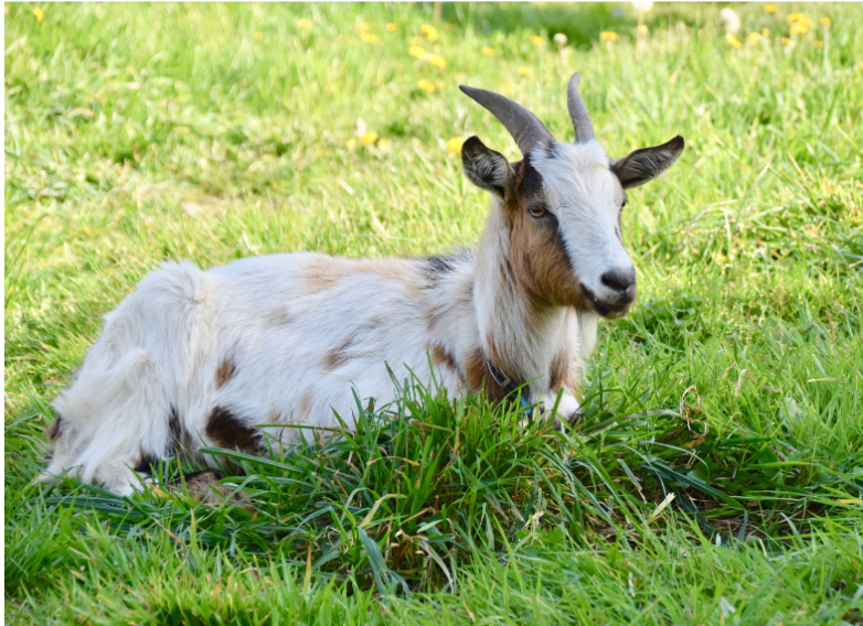 goat laying down