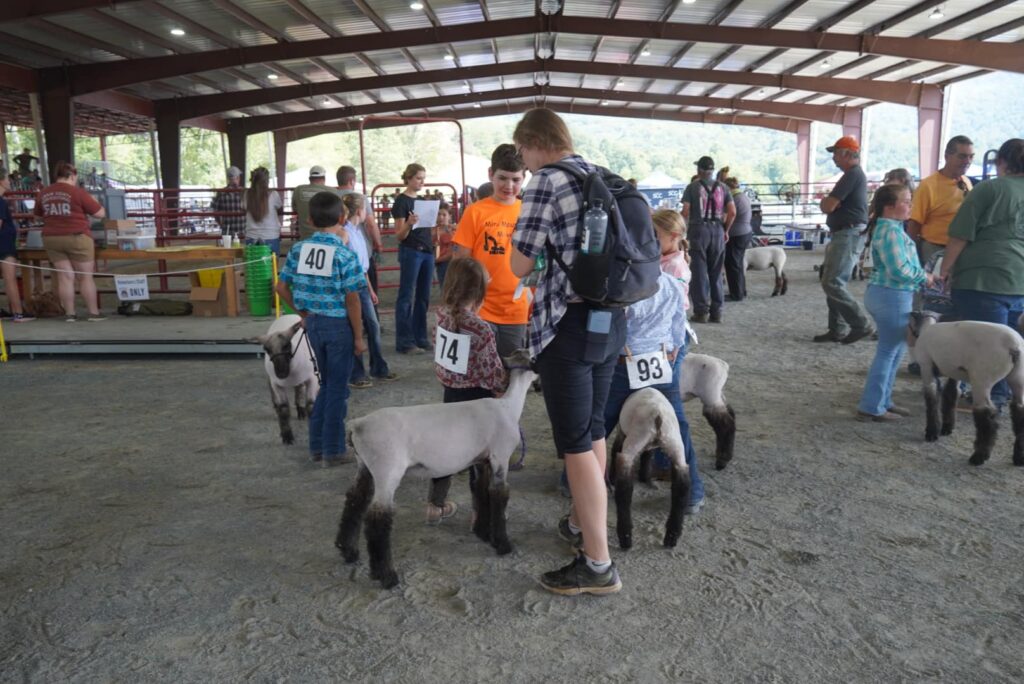 Sheep at a competition.