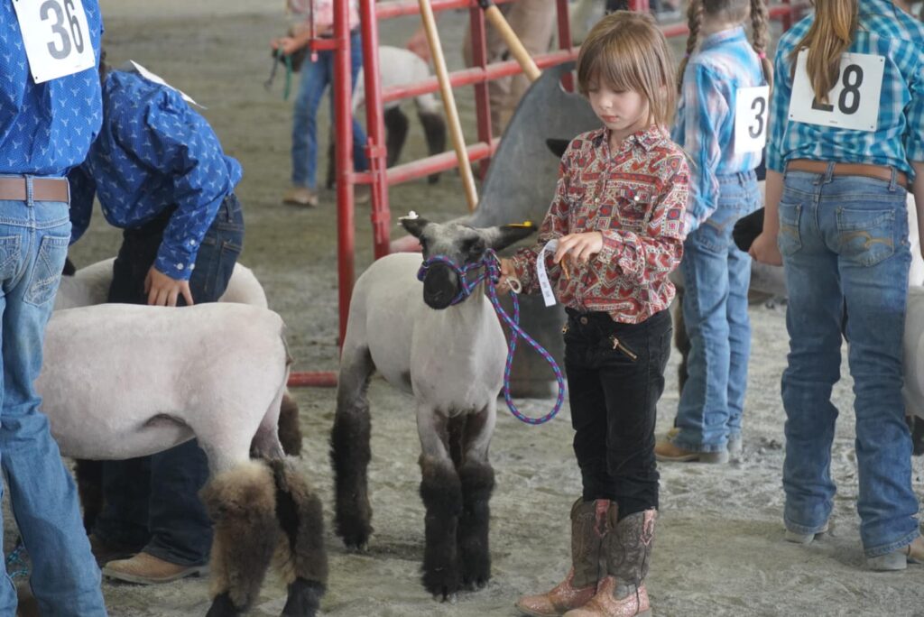 A girl displays a sheep at competition.