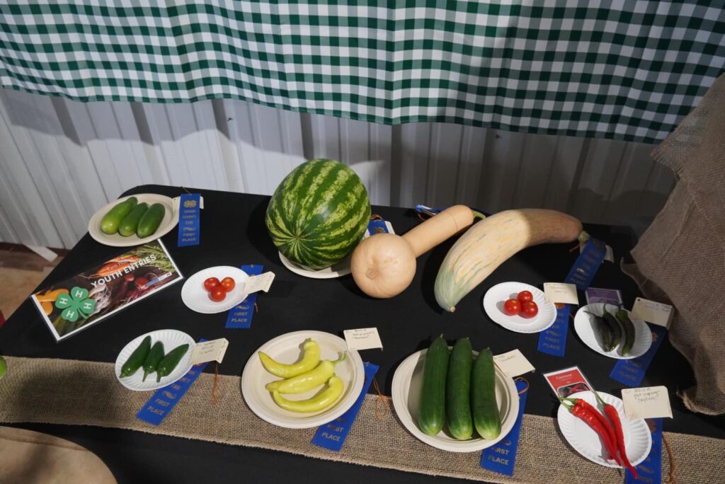 Vegetables at a competition labeled 4-H Youth Entries.