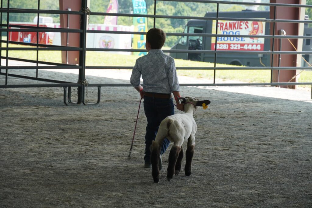 A child walks a young sheep.