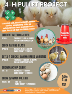 4-H PULLET PROJECT 2024