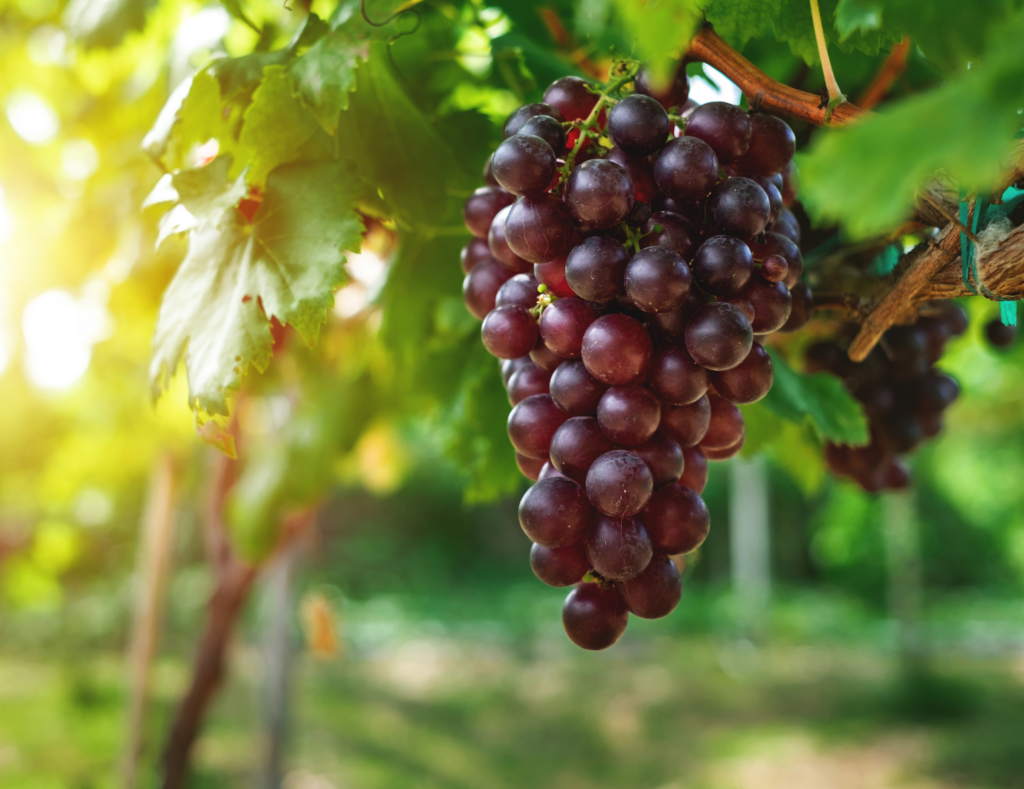 Time to Prune the Grape Vines | N.C. Cooperative Extension