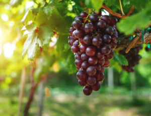 bunch grapes on a vine