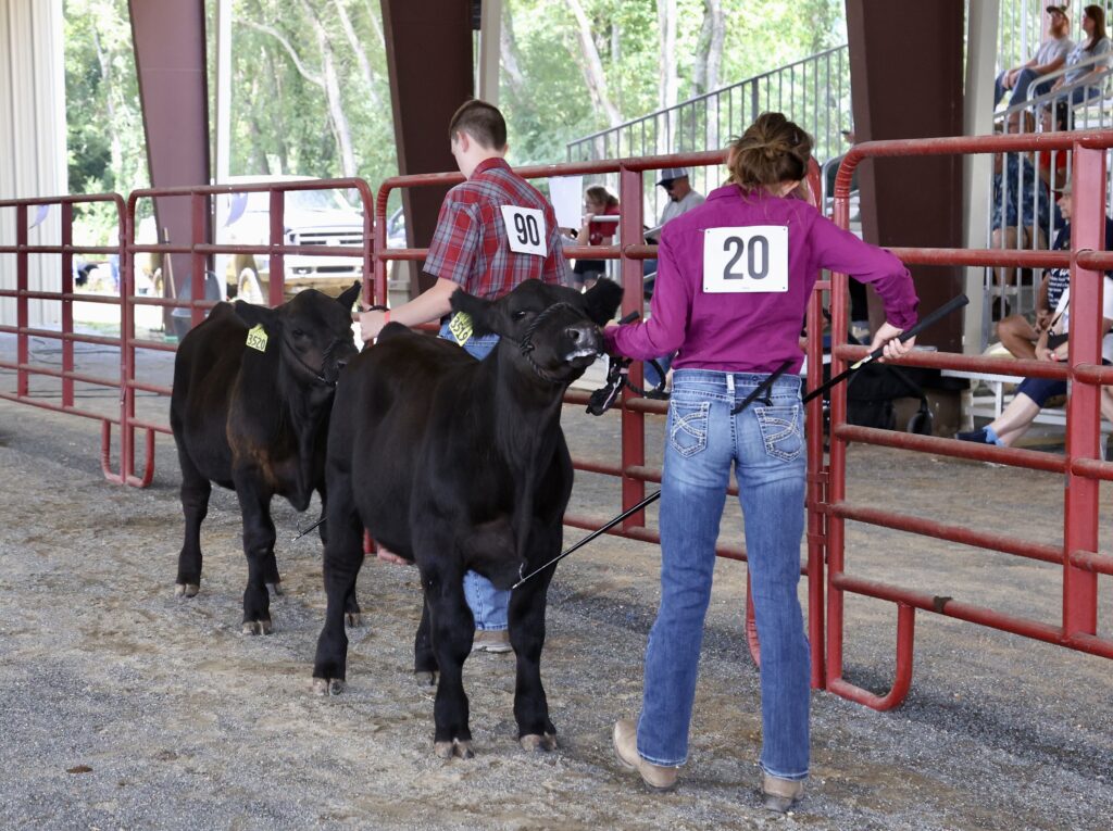 Youth Livestock Show