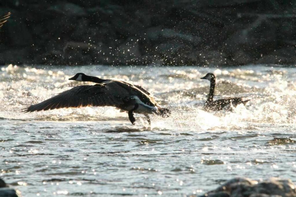 Goose Taking Flight