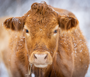 Cow in winter snow