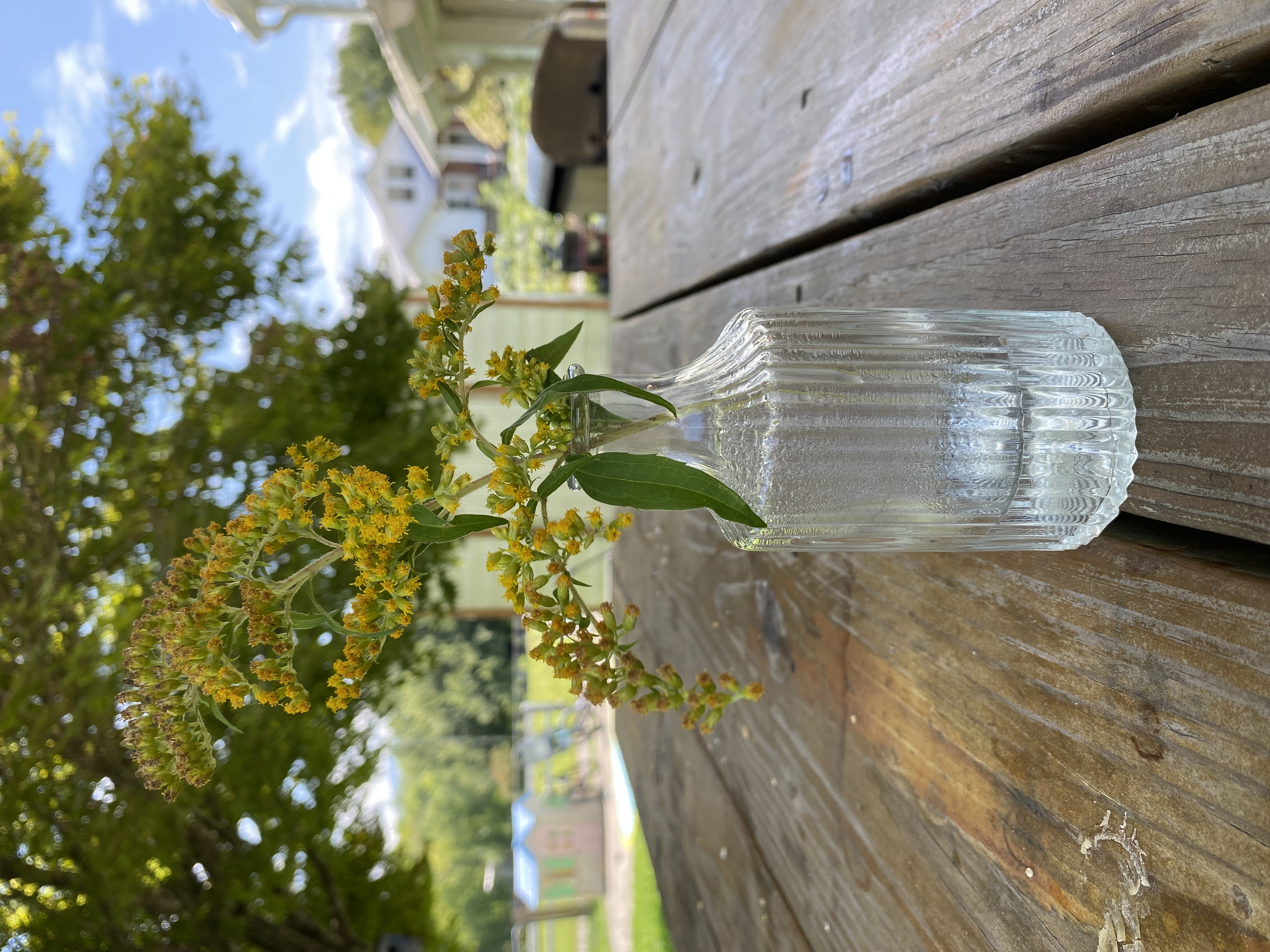 Maggie Sasscer -Goldenrod in a Vase
