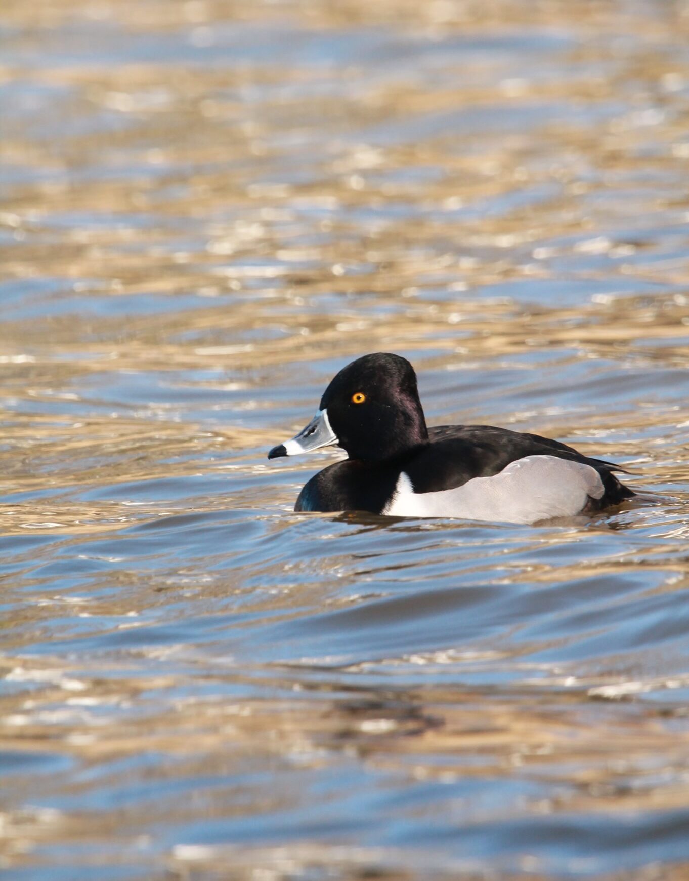 Kregg Parton - Floating Duck