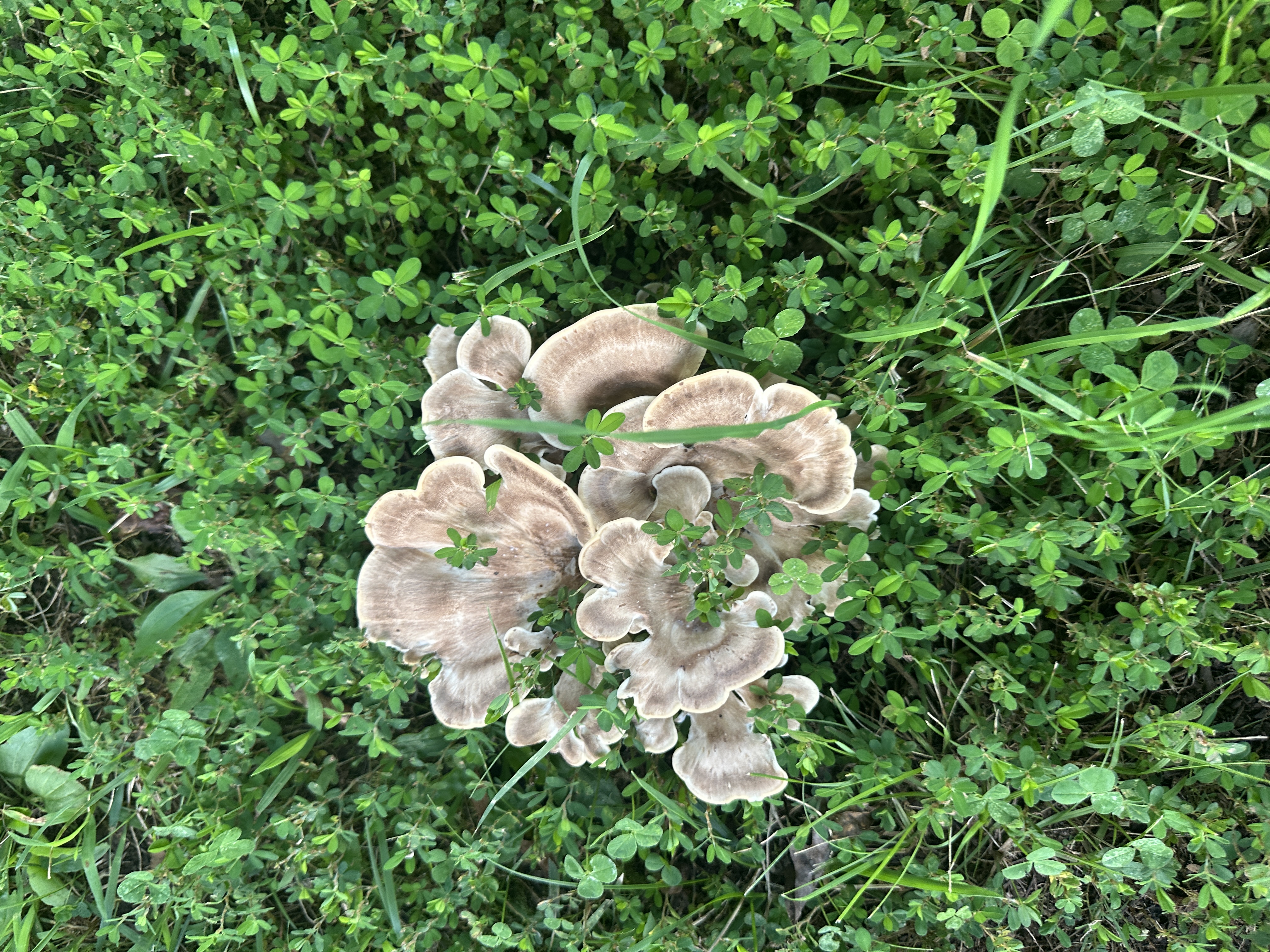 Ava Sneed: View on the Lake