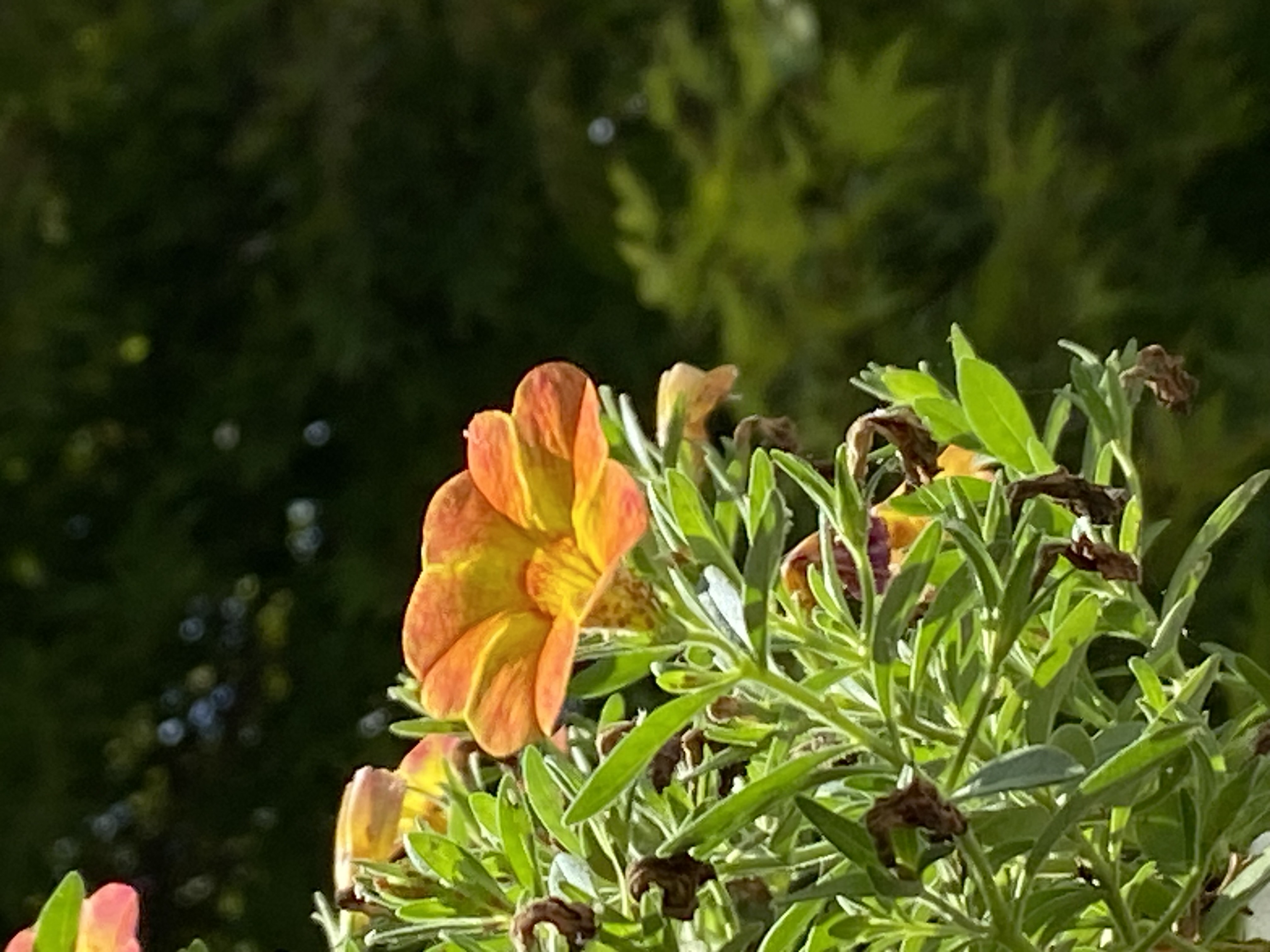 Jr. Worth Mentioning - Ezra Sasscer: Pretty Orange Flower