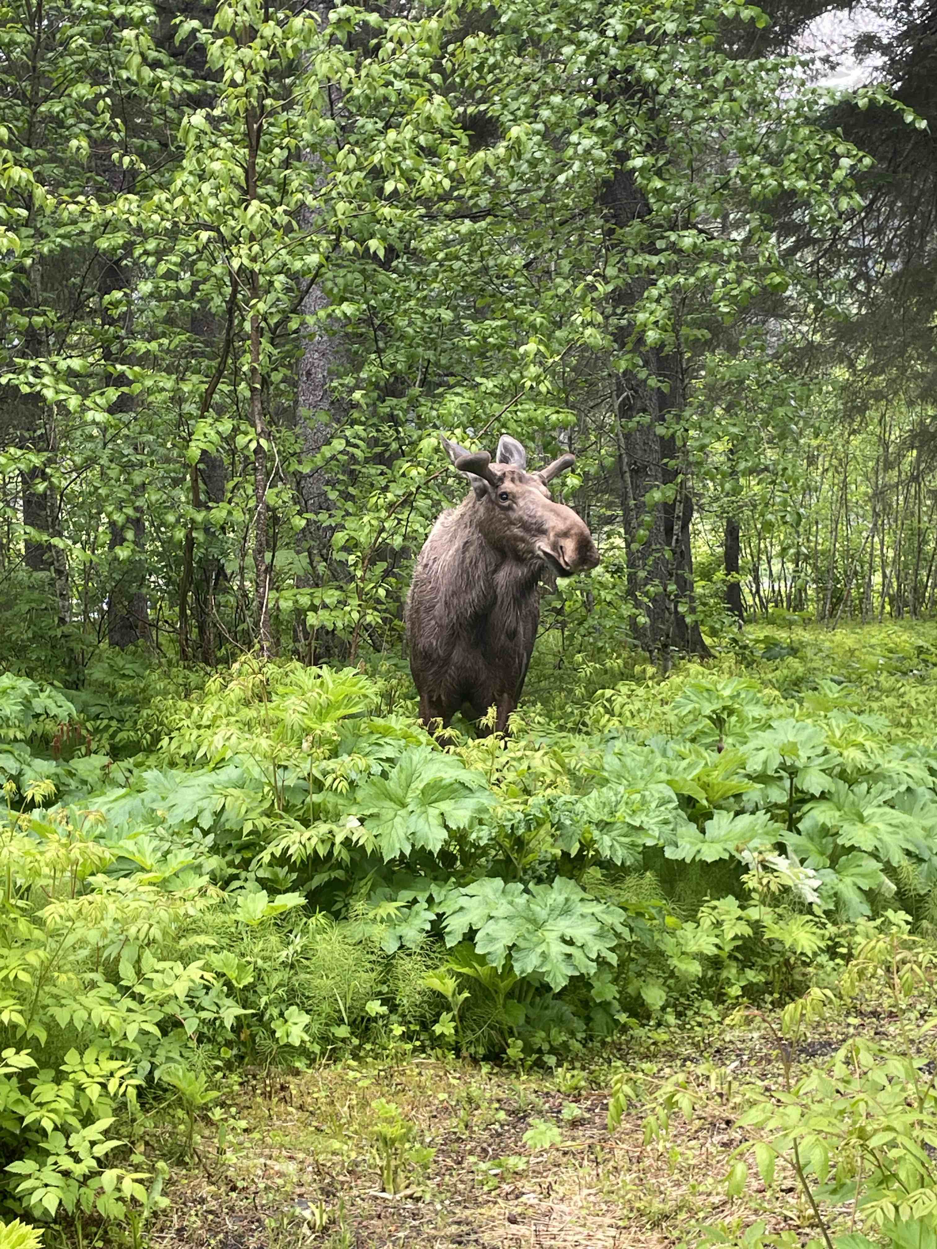 Landon Cochran - Moose in Alaska