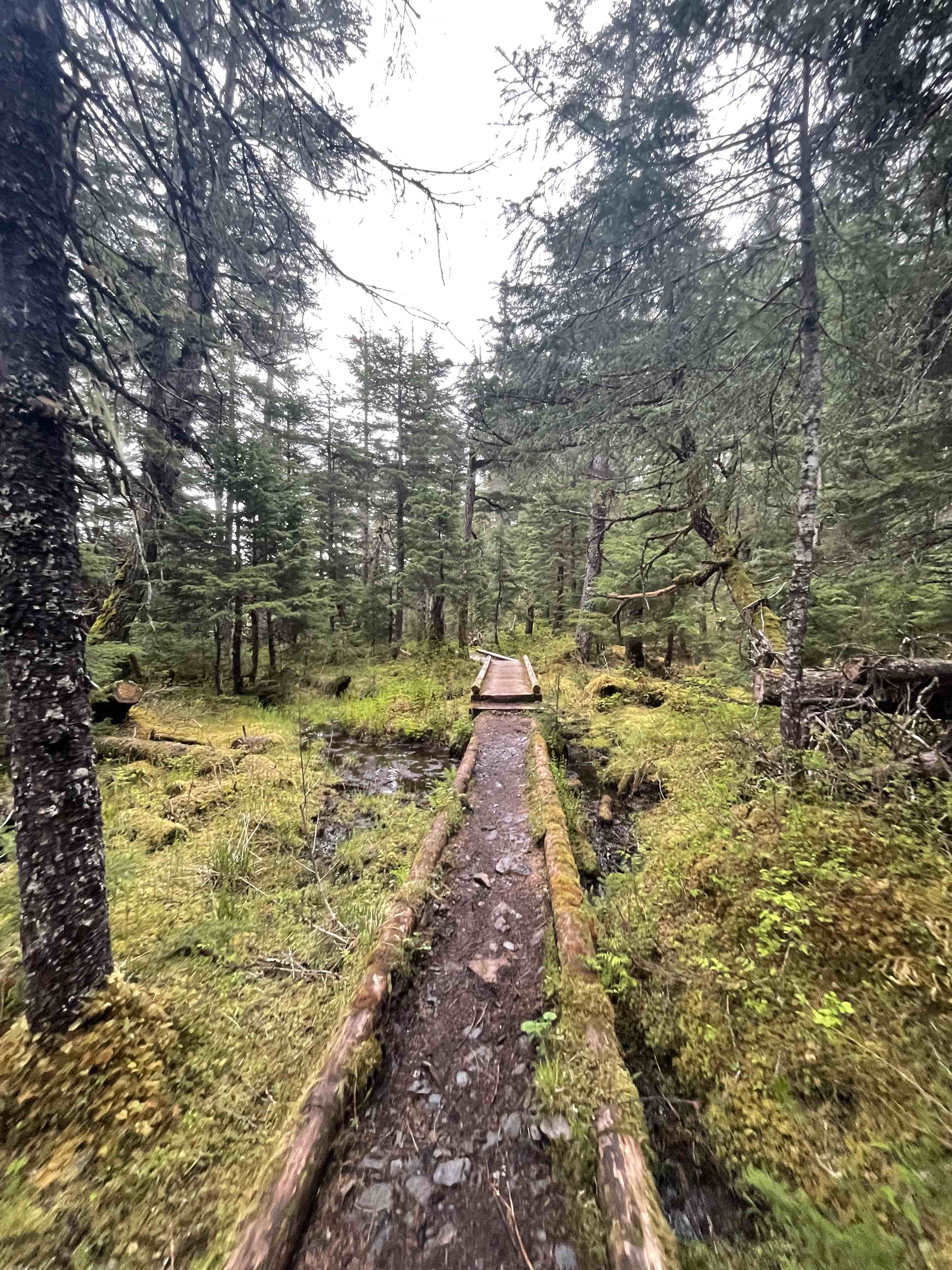 Landon Cochran A Path in an Alaskan Forest