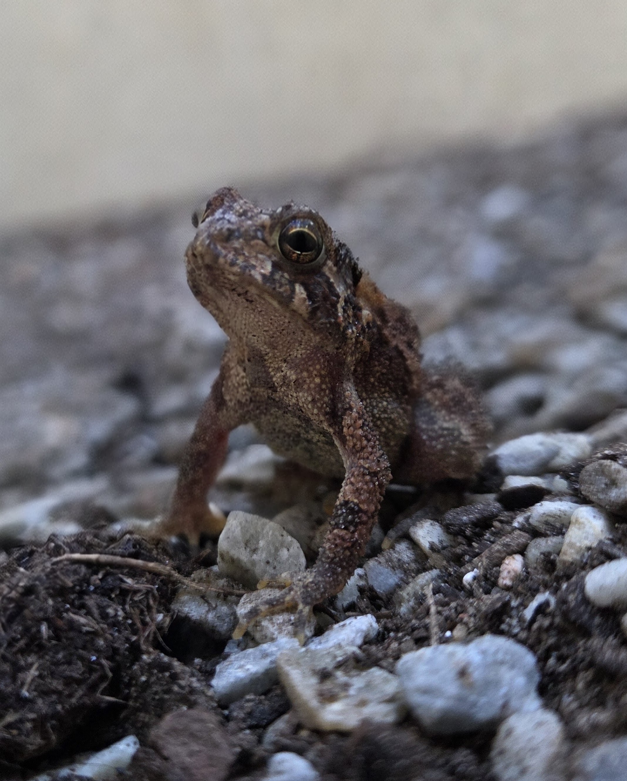 Jr_Animals_Silas_Elsey_2025